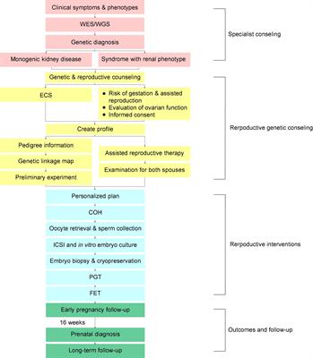 Combined Preimplantation Genetic Testing for Genetic Kidney Disease: Genetic Risk Identification, Assisted Reproductive Cycle, and Pregnancy Outcome Analysis